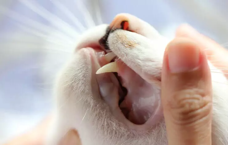 dental care for pets