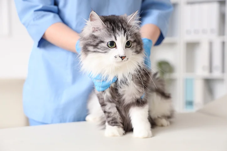 cat being examined by vet